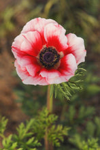 Load image into Gallery viewer, Anemone Jerusalem Red-White
