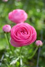 Charger l&#39;image dans la galerie, Ranunculus Amandine &quot;Barby&quot;
