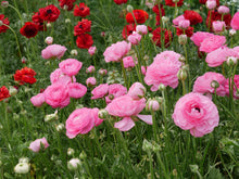 Charger l&#39;image dans la galerie, Ranunculus Amandine &quot;Barby&quot;
