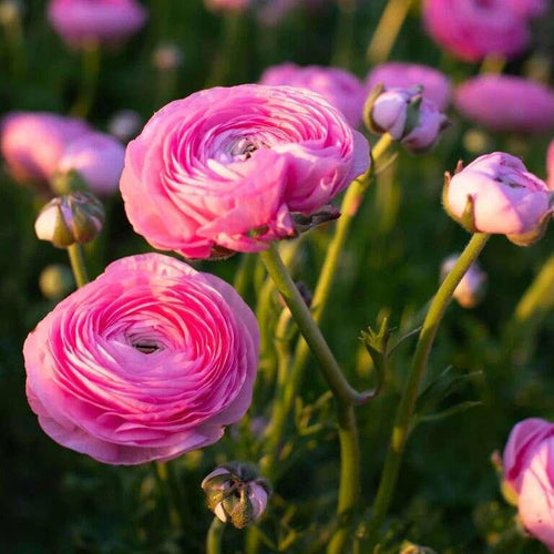 Ranunculus Amandine 