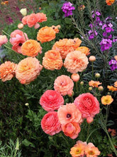 Load image into Gallery viewer, Ranunculus Pauline &quot;Champagne&quot;
