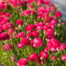 Charger l&#39;image dans la galerie, Ranunculus Amandine &quot;Bonbon&quot;
