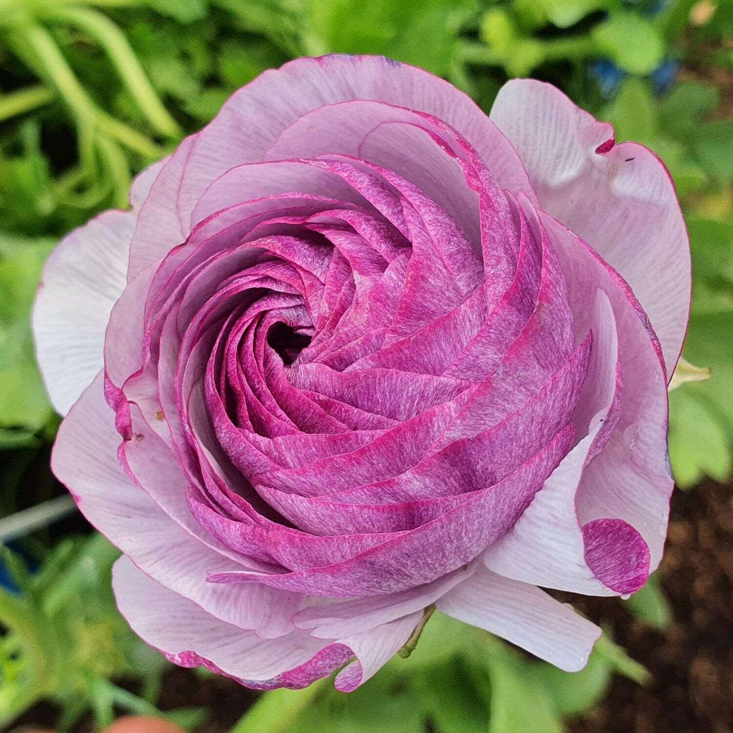 Urple Ranunculus Ranunculus Amandine