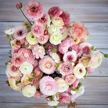 Load image into Gallery viewer, Ranunculus Amandine &quot;Porceline&quot;
