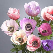 Load image into Gallery viewer, Anemone Galilée &quot;Pastel&quot; Mix
