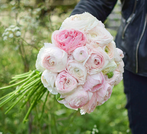 Ranunculus Amandine 