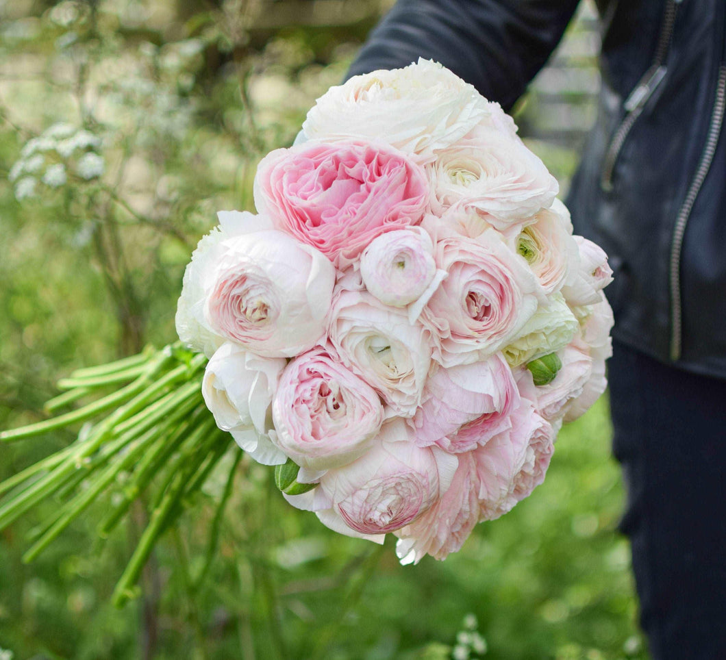 Ranunculus Amandine 