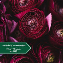 Charger l&#39;image dans la galerie, Ranunculus Amandine &quot;Black&quot;
