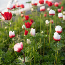 Load image into Gallery viewer, Anemone Jerusalem Red-White
