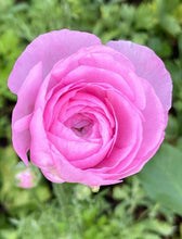 Load image into Gallery viewer, Ranunculus Amandine &quot;Barby&quot;
