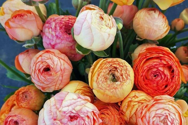 Pauline Ranunculus Ranunculus Pauline