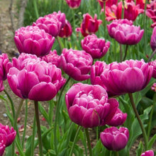 Charger l&#39;image dans la galerie, Tulip Rosy Diamond
