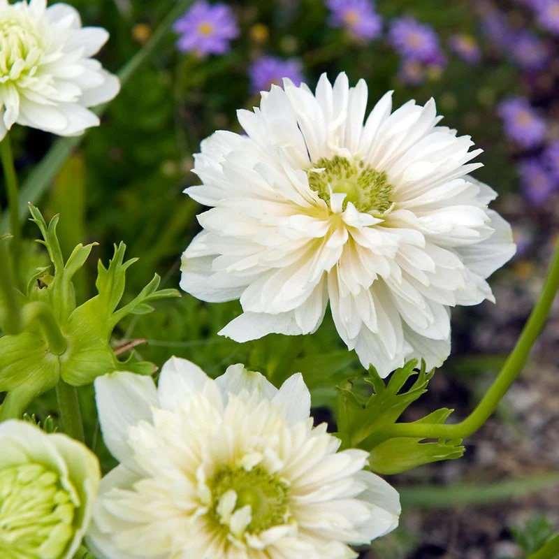 Anemone Fullstar White