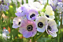 Load image into Gallery viewer, Anemone Galilée &quot;Pastel&quot; Mix
