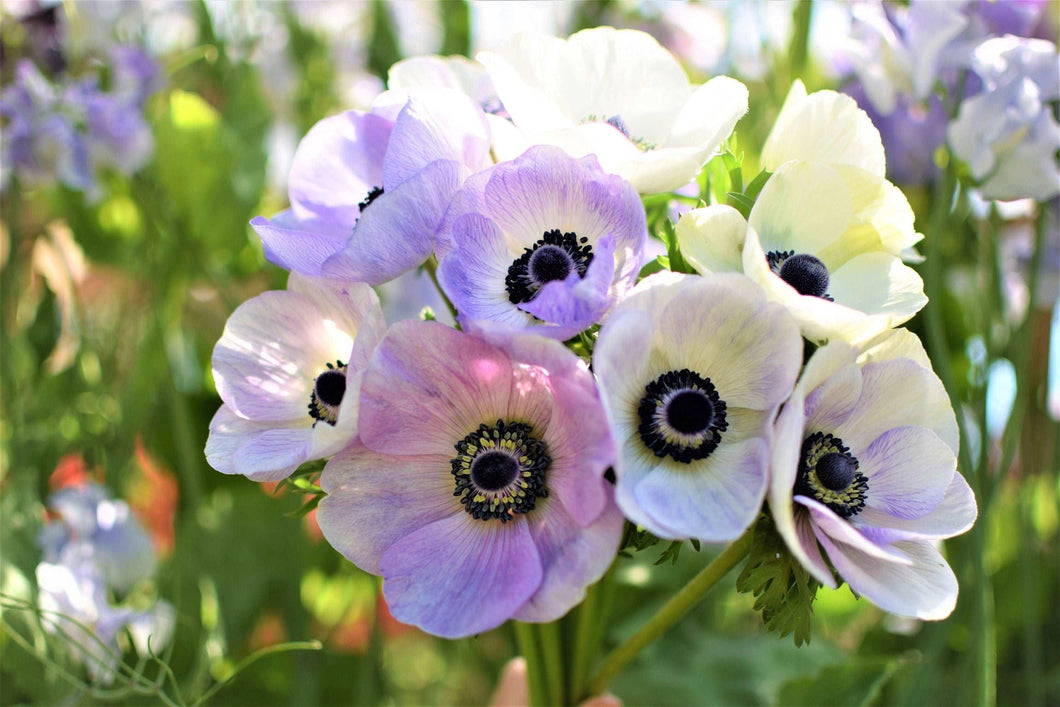 Anemone Galilée 