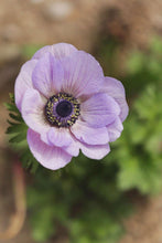 Load image into Gallery viewer, Anemone Galilée &quot;Pastel&quot; Mix
