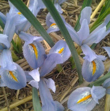 Load image into Gallery viewer, Iris Reticulata &quot;Blue Planet&quot;
