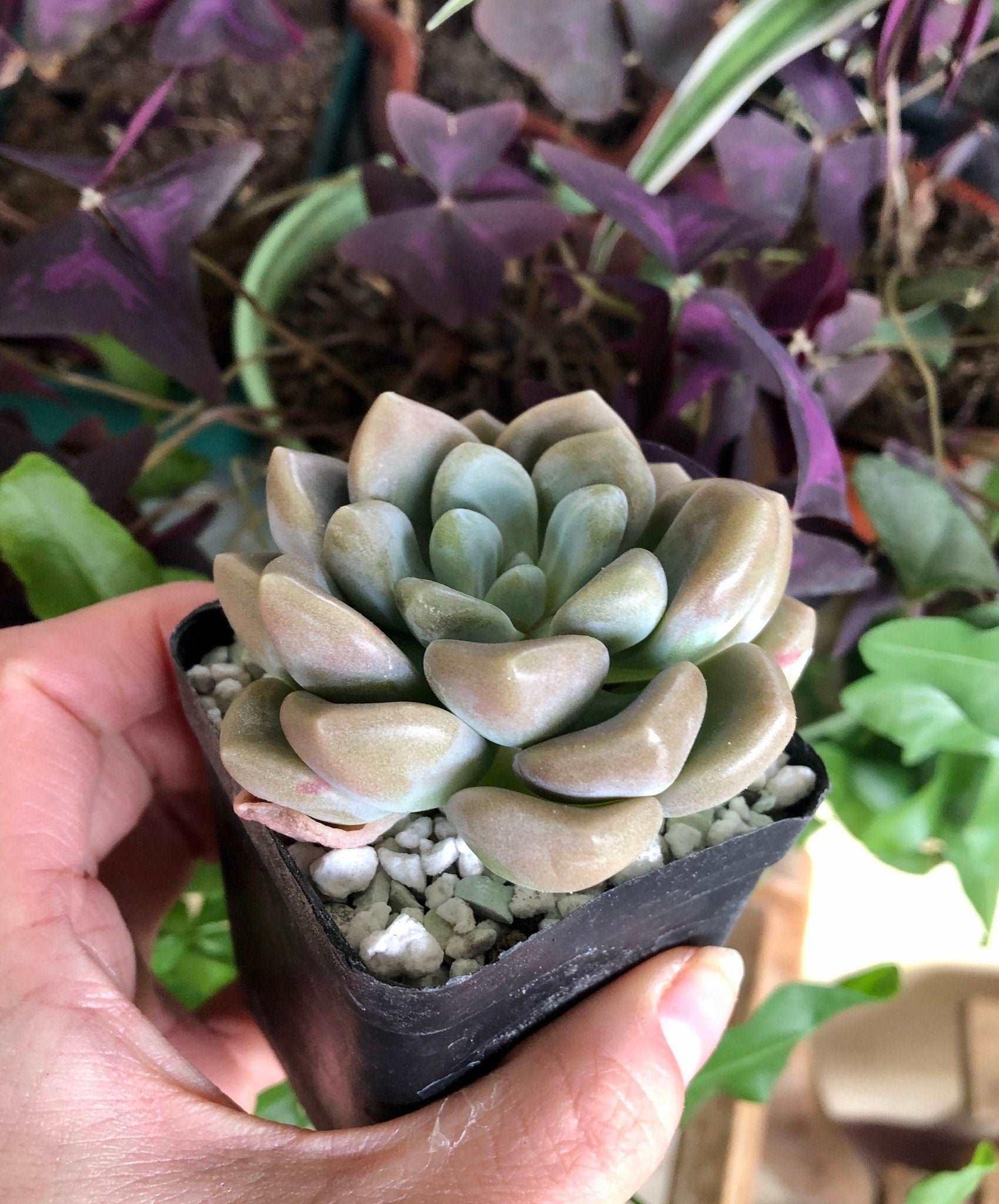 bubble succulents Echeveria Bubble Balm