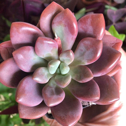 Echeveria Polari Heart