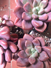 Charger l&#39;image dans la galerie, Echeveria Polari Heart
