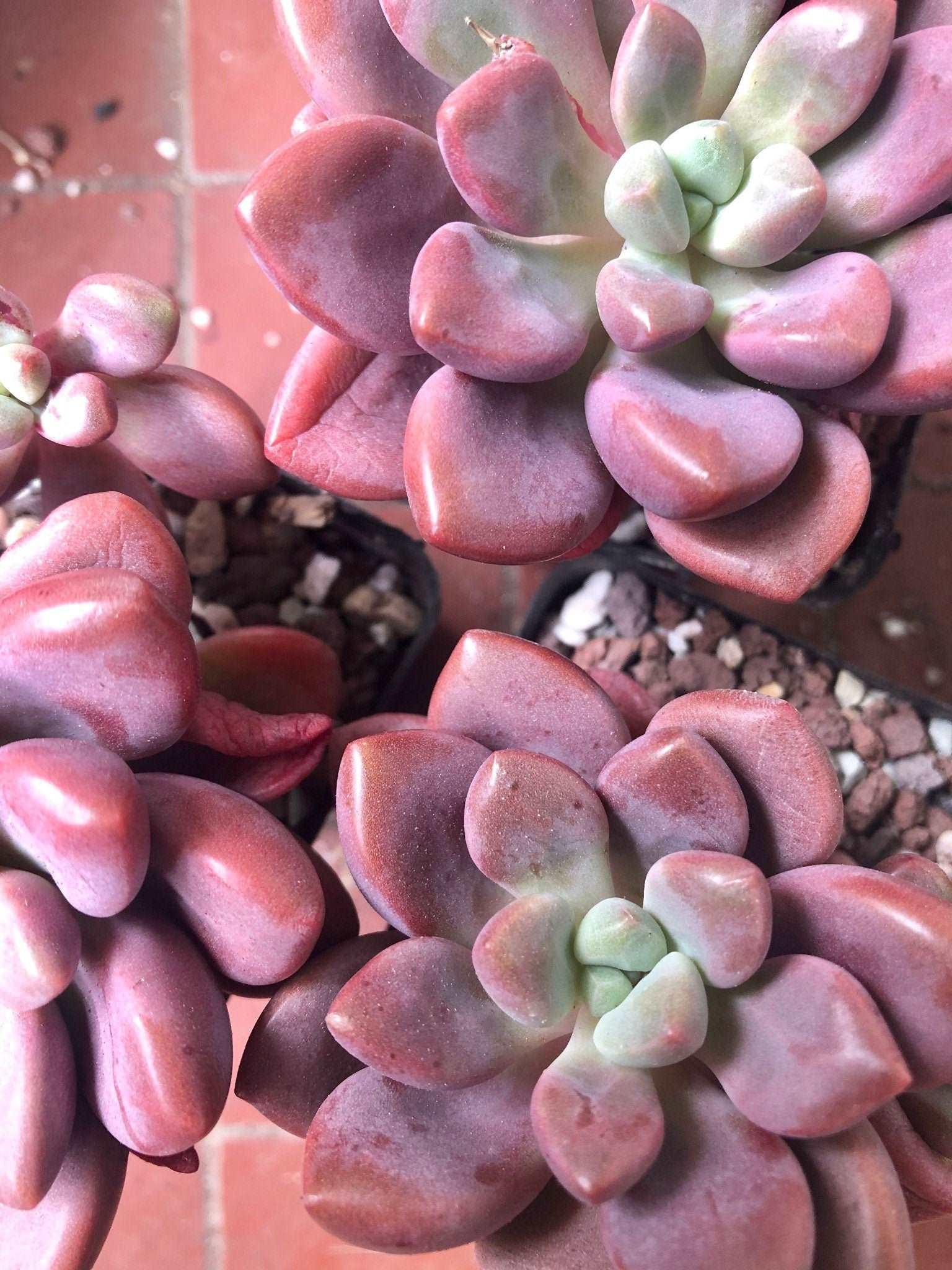 Echeveria Polari Heart
