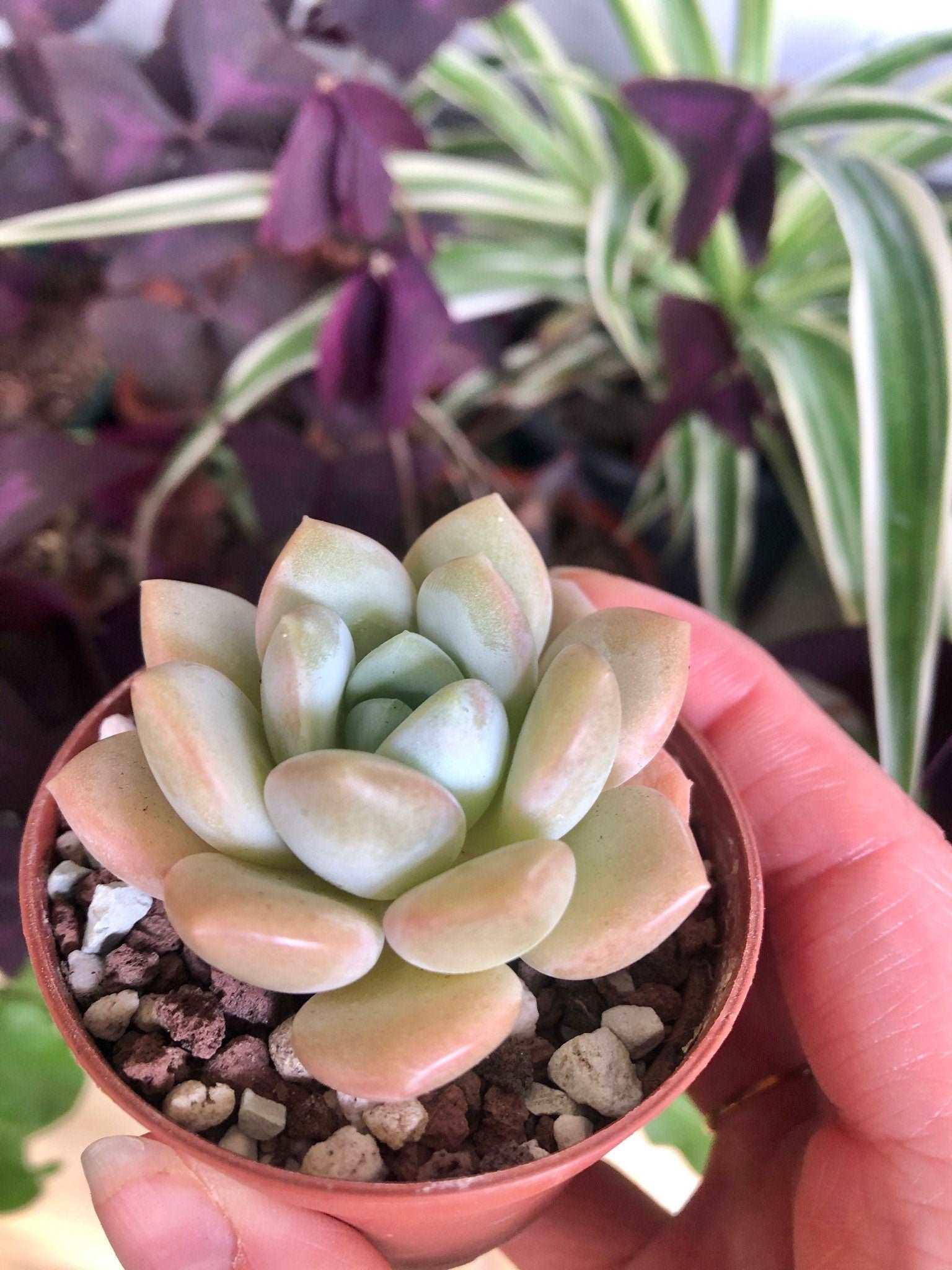 ice cream succulent Echeveria Ice Cream