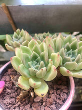 Load image into Gallery viewer, Echeveria Arje
