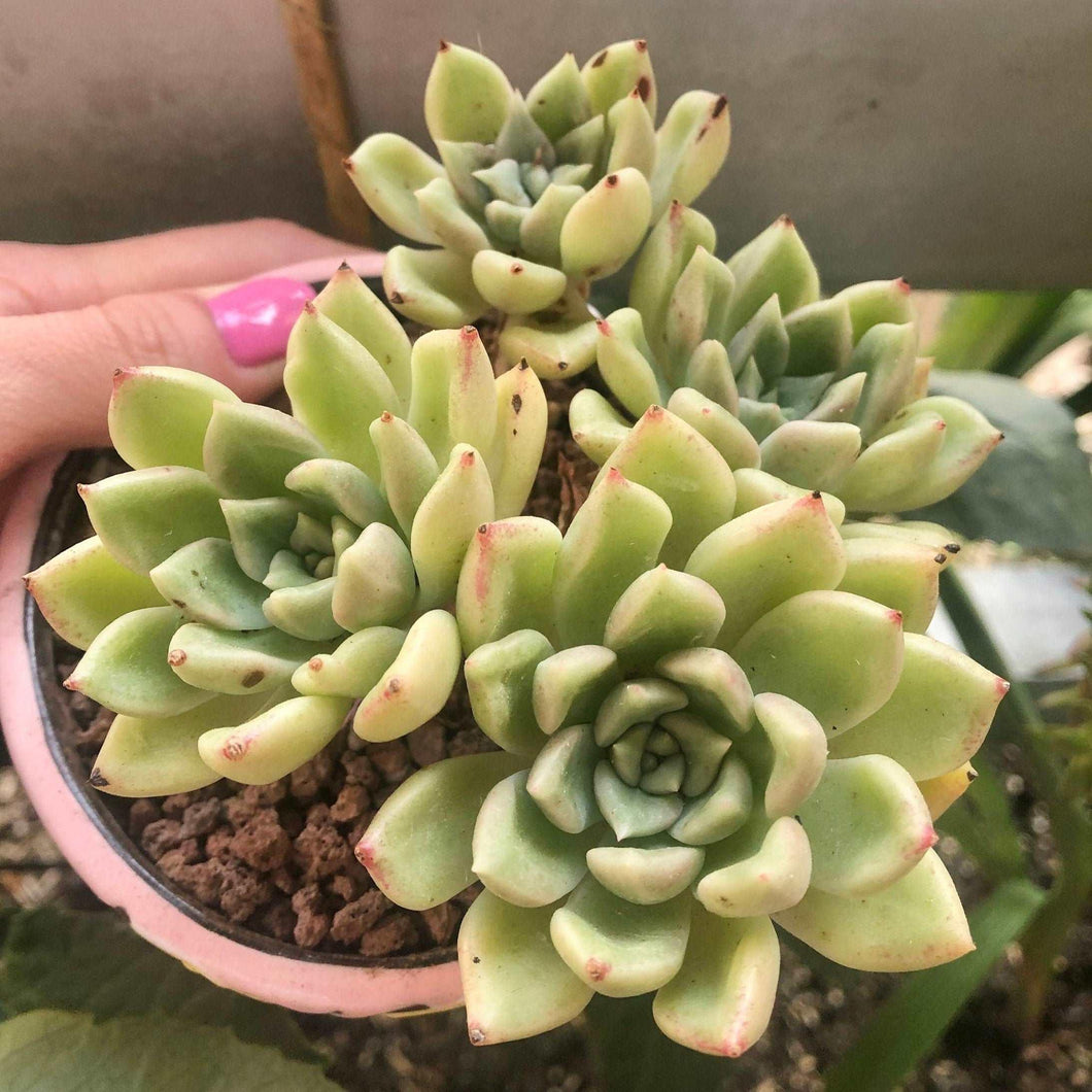 Echeveria Arje