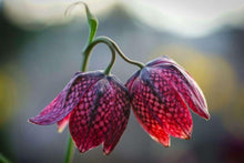 Load image into Gallery viewer, Fritillaria meleagris mix
