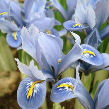 Load image into Gallery viewer, Iris Reticulata &quot;Blue Planet&quot;
