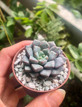 Load image into Gallery viewer, Echeveria subcorymbosa (lau 026)
