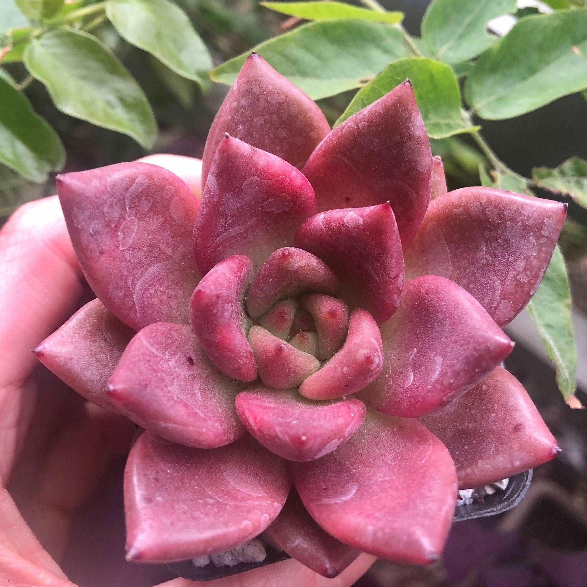 honey pink succulent Echeveria agavoides Honey Pink