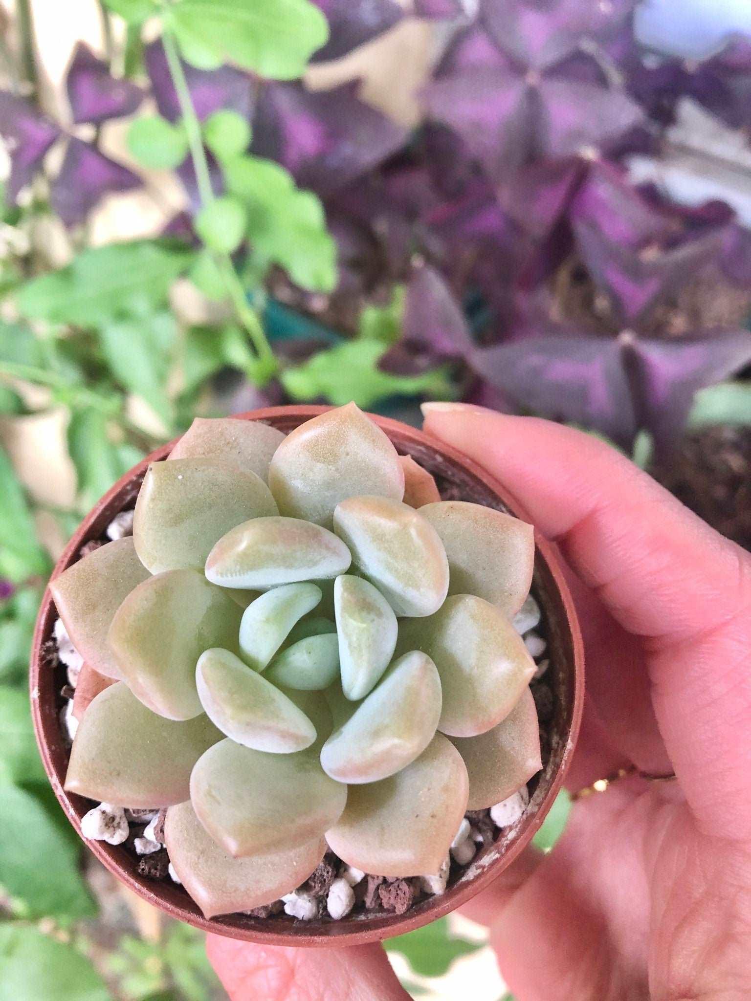 ice green succulent Echeveria Ice Cream