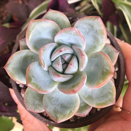 Echeveria Prada