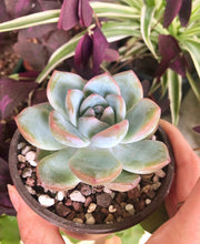 Load image into Gallery viewer, Echeveria Prada
