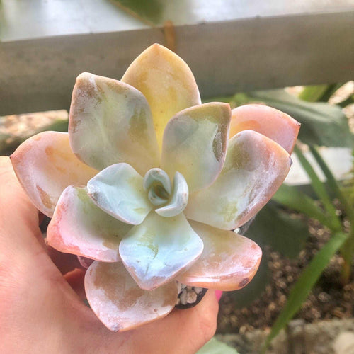 Echeveria Bambino