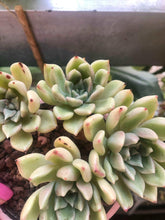 Load image into Gallery viewer, Echeveria Arje
