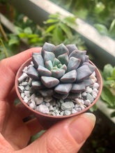 Charger l&#39;image dans la galerie, Echeveria subcorymbosa (lau 026)
