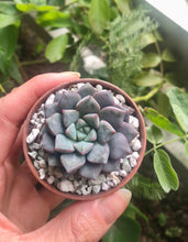 Load image into Gallery viewer, Echeveria subcorymbosa (lau 026)
