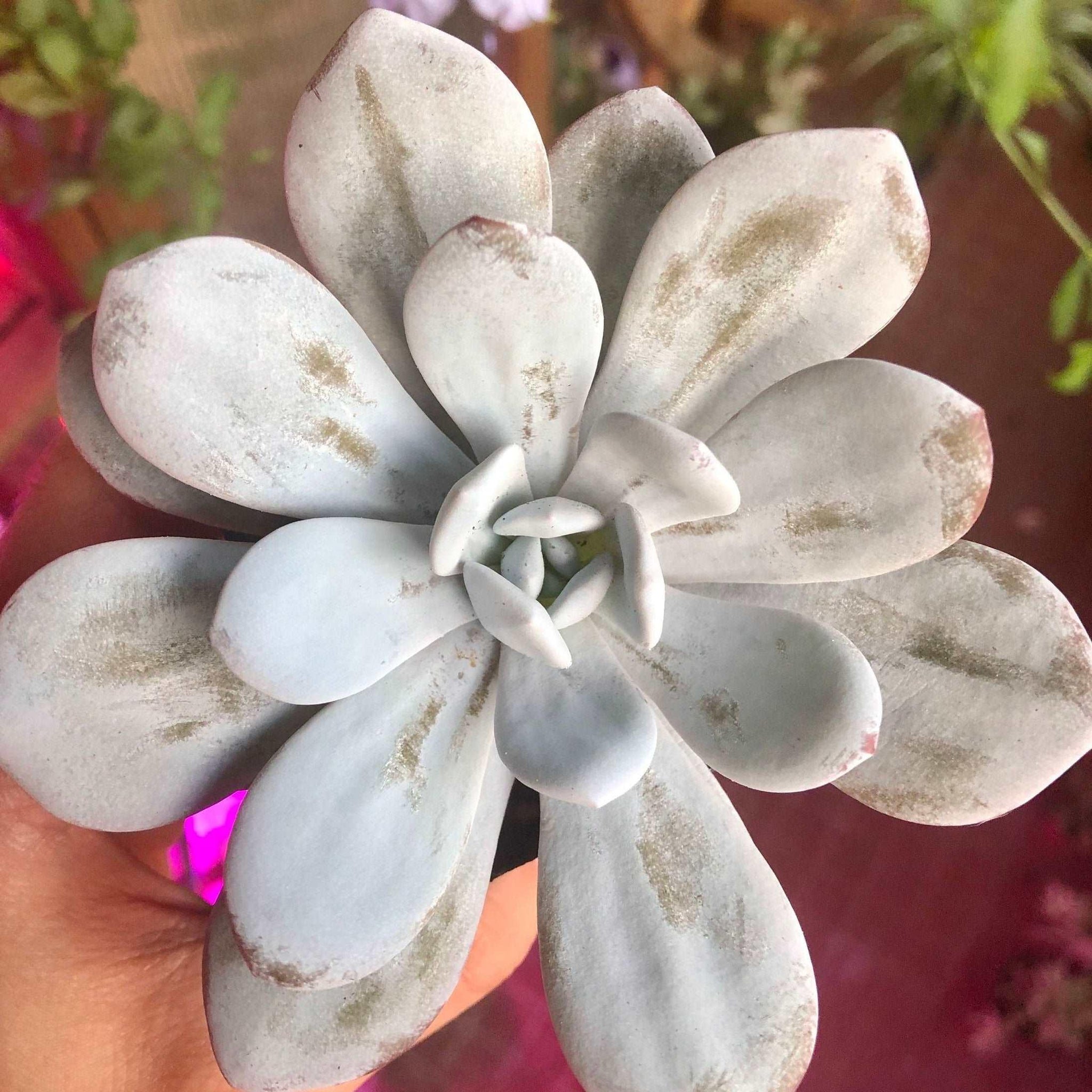 eucharia succulent Echeveria Laui