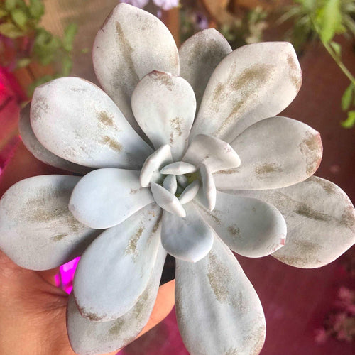 Echeveria Laui