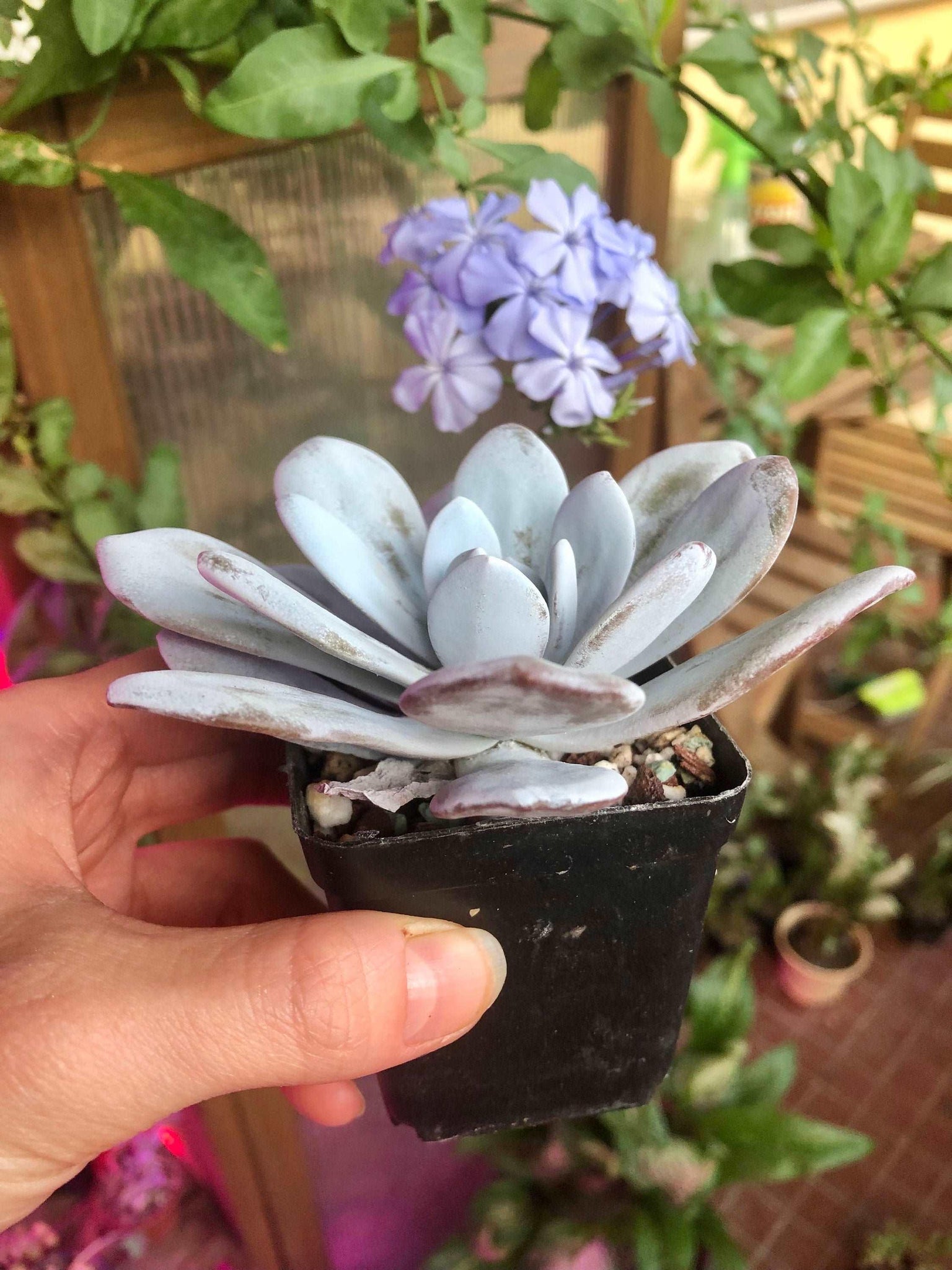 eucharia succulent Echeveria Laui