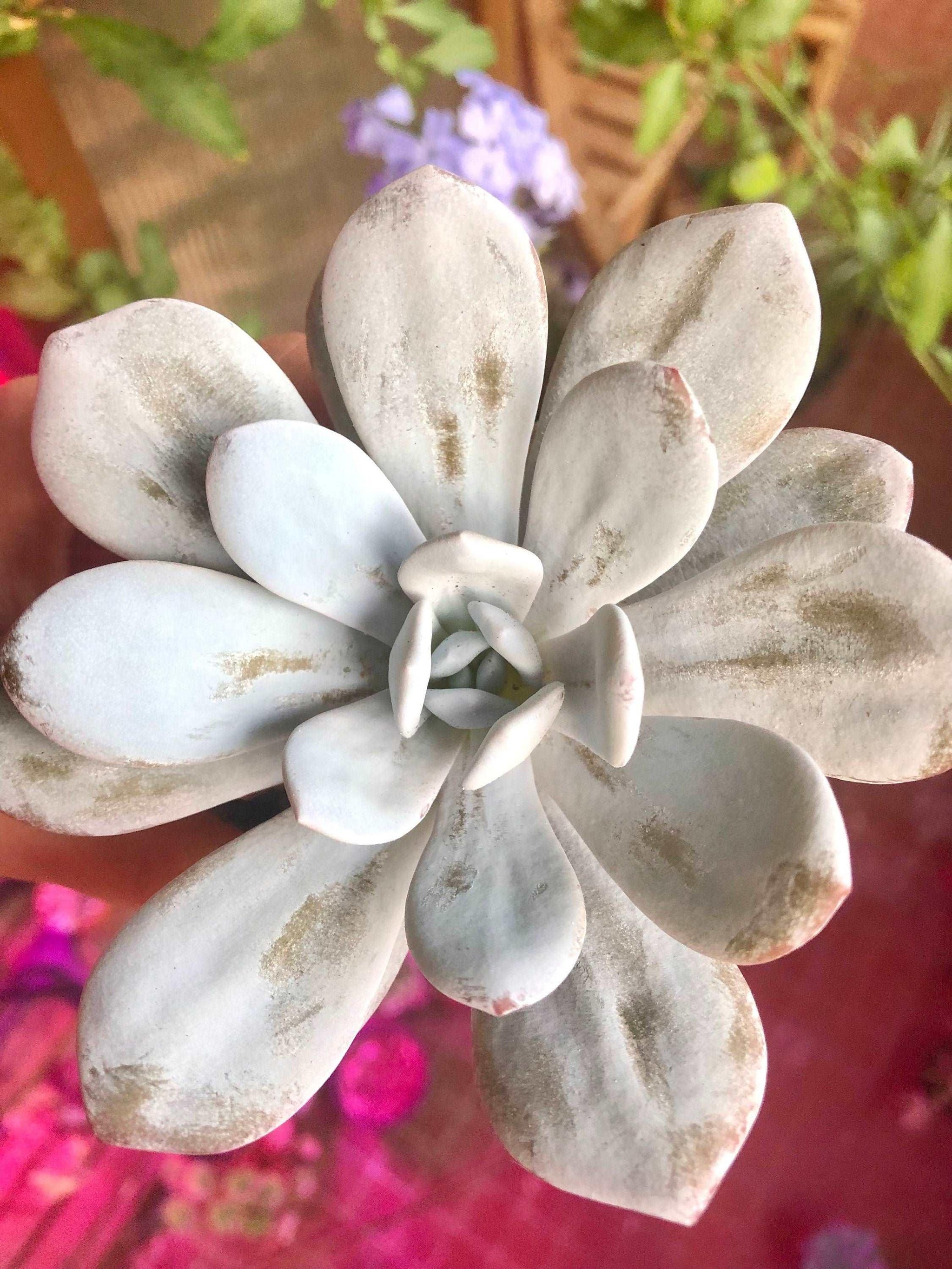 echeveria laui succulent plant bonsai Echeveria Laui