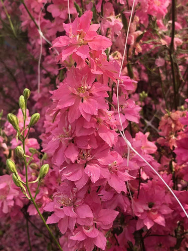 Larkspur Brisbane Salmon Pink