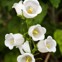 Charger l&#39;image dans la galerie, Canterbury Bells &quot;Champion White&quot;
