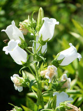 Charger l&#39;image dans la galerie, Canterbury Bells &quot;Champion White&quot;
