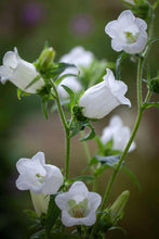 Charger l&#39;image dans la galerie, Canterbury Bells &quot;Champion White&quot;
