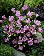 Charger l&#39;image dans la galerie, Canterbury Bells &quot;Champion Pink&quot;
