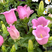 Charger l&#39;image dans la galerie, Canterbury Bells &quot;Champion Pink&quot;
