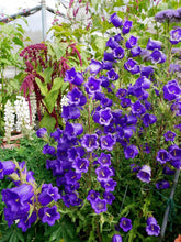 Charger l&#39;image dans la galerie, Canterbury Bells &quot;Champion Blue&quot;
